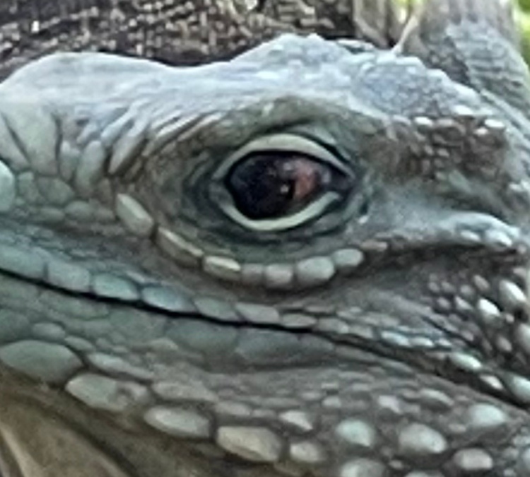 texas-reptile-zoo-photo